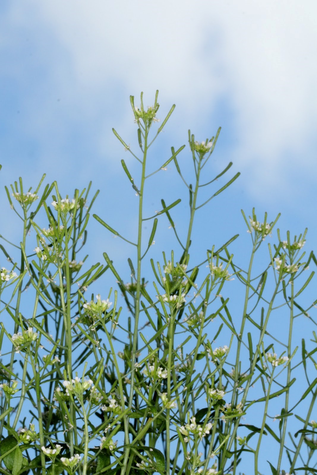 Die Ackerschmalwand (Arabidopsis thaliana)